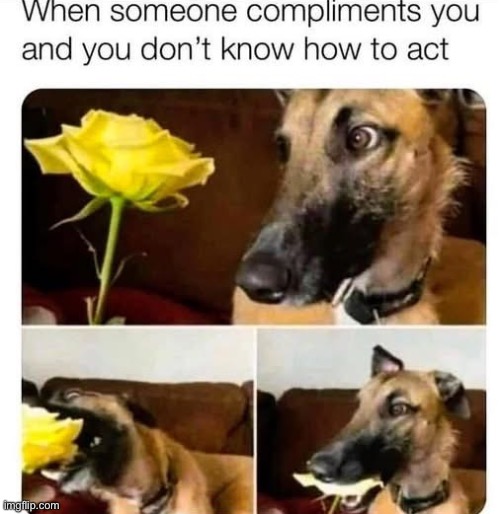 Compliments | image tagged in compliment,dog,flower | made w/ Imgflip meme maker