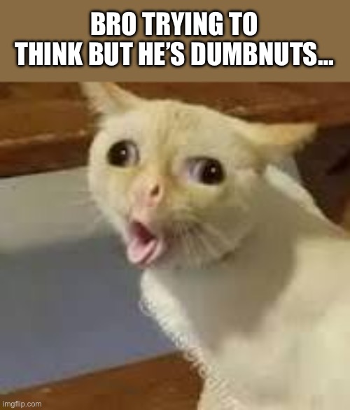 Cat gaging | BRO TRYING TO THINK BUT HE’S DUMBNUTS… | image tagged in cat gaging | made w/ Imgflip meme maker