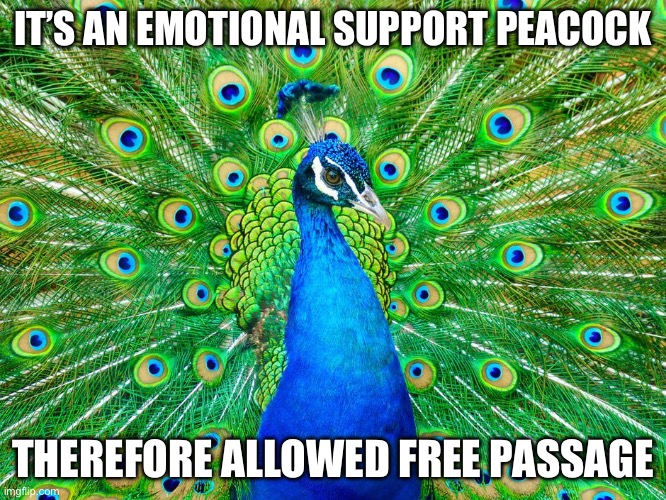 Peacock | IT’S AN EMOTIONAL SUPPORT PEACOCK THEREFORE ALLOWED FREE PASSAGE | image tagged in peacock | made w/ Imgflip meme maker