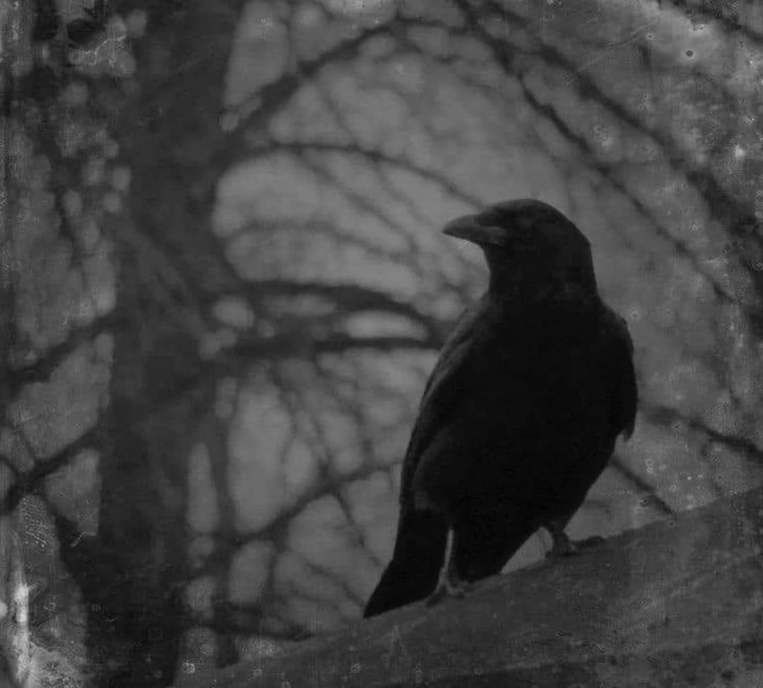 Crow. Blank Meme Template