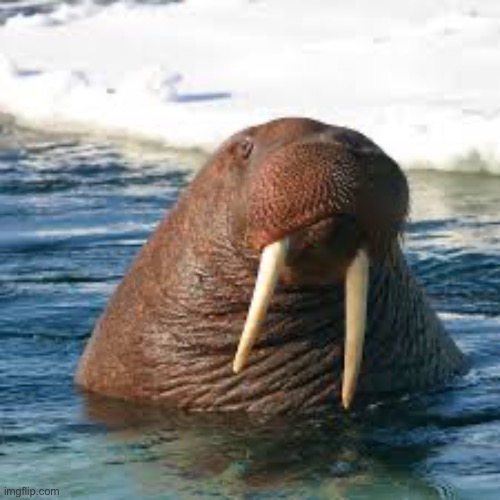 Day 2 of walrus | made w/ Imgflip meme maker