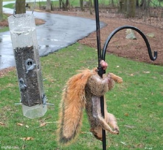 stuck squirrel | image tagged in stuck squirrel | made w/ Imgflip meme maker