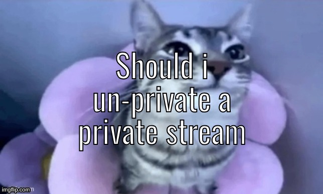 kitty | Should i un-private a private stream | image tagged in kitty | made w/ Imgflip meme maker