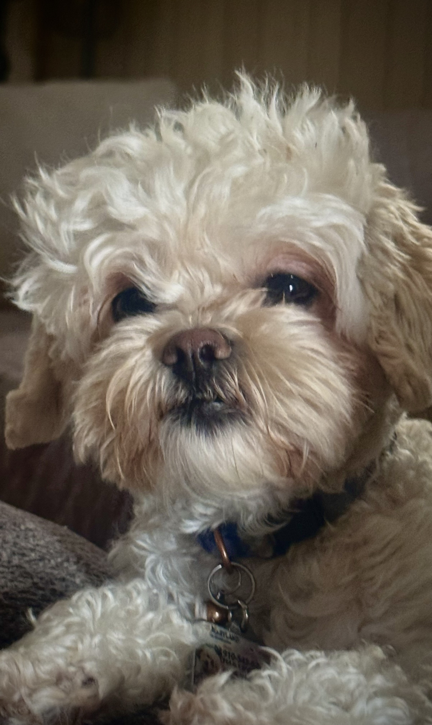 Camden Lambert Blank Meme Template