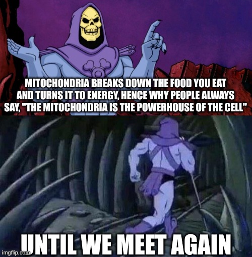 Finally a reason why mitochondria is always called the "Powerhouse of the Cell" | MITOCHONDRIA BREAKS DOWN THE FOOD YOU EAT AND TURNS IT TO ENERGY, HENCE WHY PEOPLE ALWAYS SAY, "THE MITOCHONDRIA IS THE POWERHOUSE OF THE CELL"; UNTIL WE MEET AGAIN | image tagged in he man skeleton advices,school | made w/ Imgflip meme maker