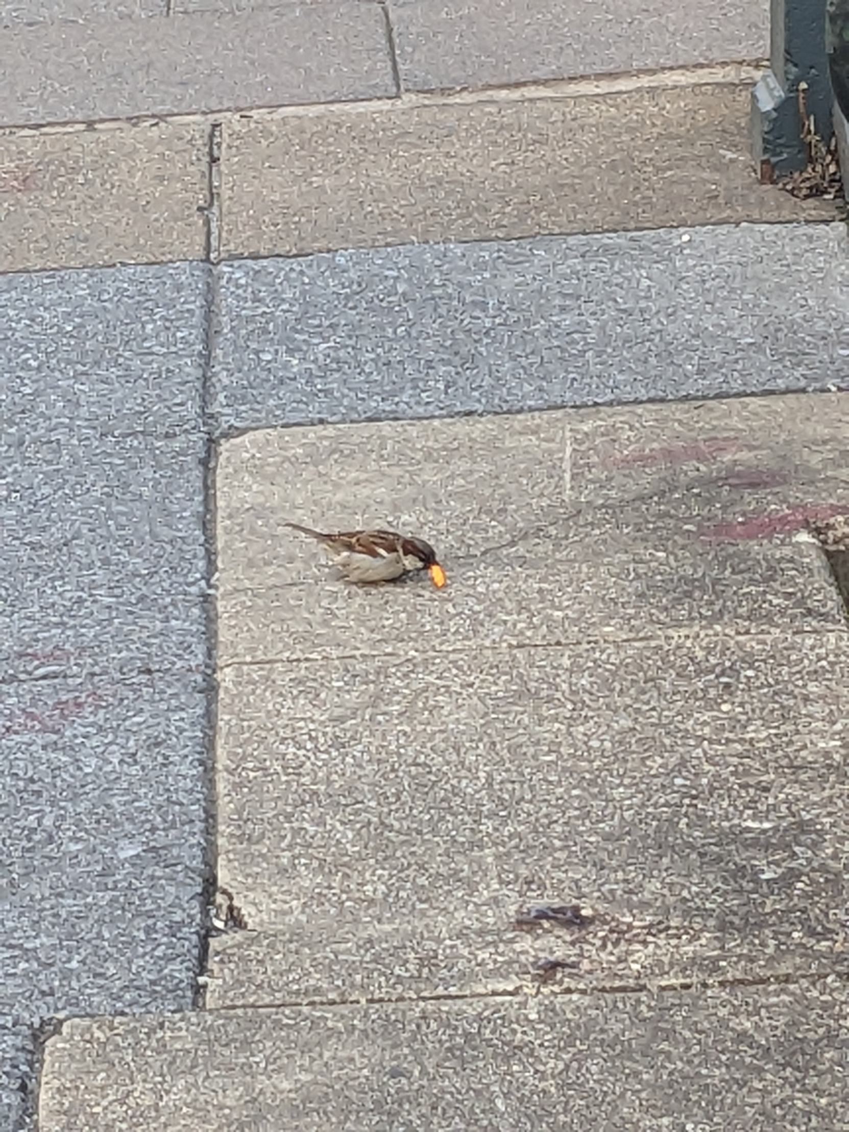 bird eating chip Blank Meme Template
