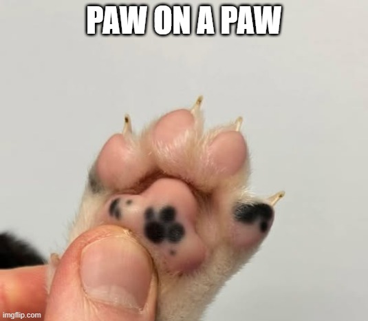 Paw Paw | PAW ON A PAW | image tagged in cats | made w/ Imgflip meme maker