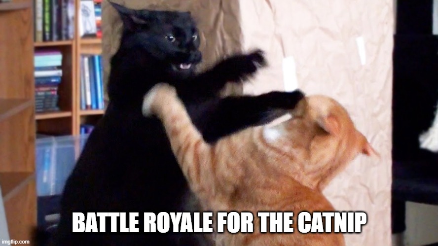 Catnip Fight | BATTLE ROYALE FOR THE CATNIP | image tagged in cats | made w/ Imgflip meme maker