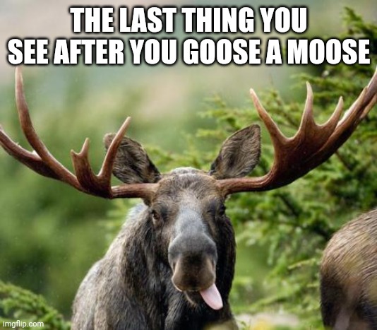 mainiac moose | THE LAST THING YOU SEE AFTER YOU GOOSE A MOOSE | image tagged in mainiac moose | made w/ Imgflip meme maker