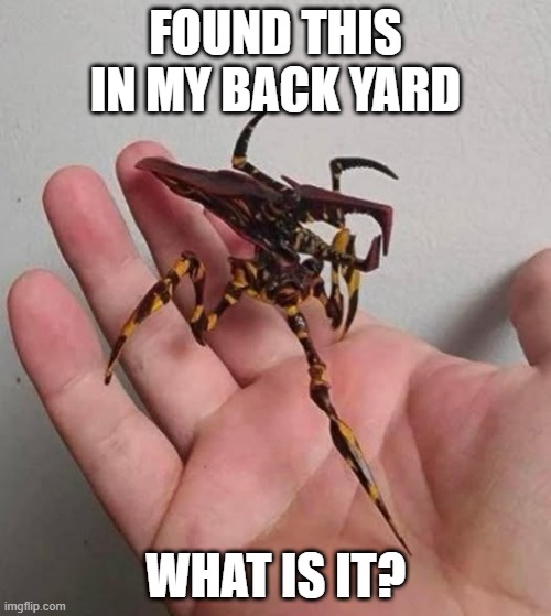 Back Yard | FOUND THIS IN MY BACK YARD; WHAT IS IT? | image tagged in cursed image | made w/ Imgflip meme maker