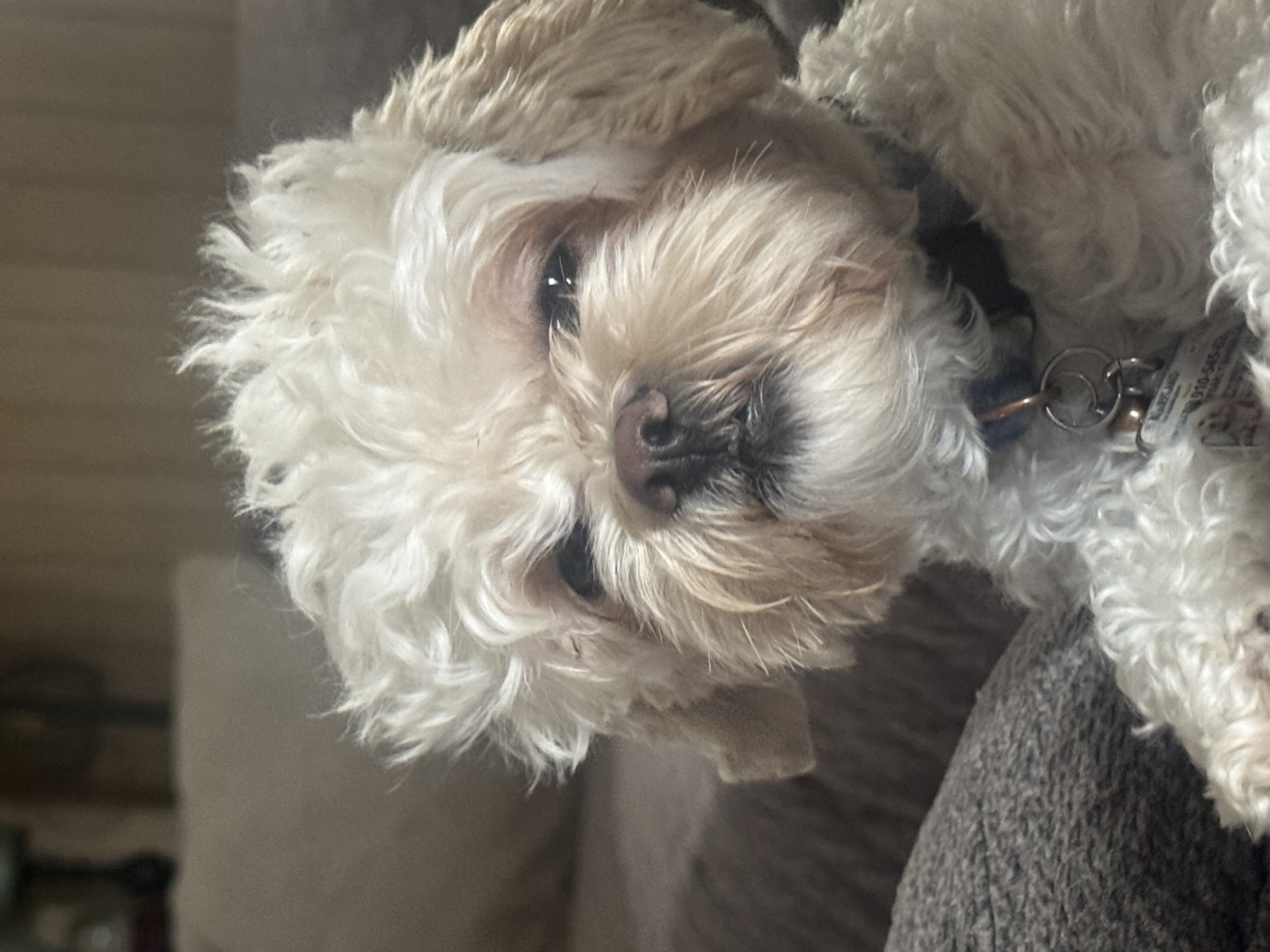 Camden Lambert Blank Meme Template