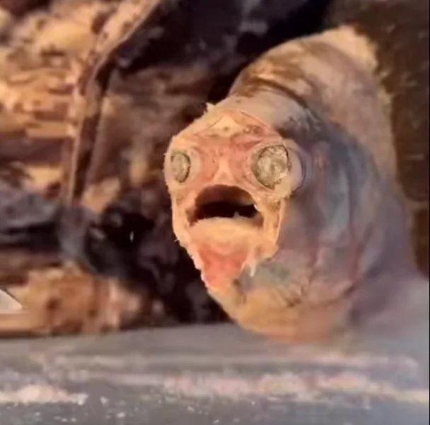 OMG fish Blank Meme Template