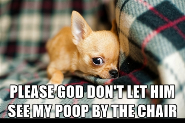 Dog Prayer | image tagged in memes,dogs,funny dogs,dog poop,bad dog,dog praying | made w/ Imgflip meme maker