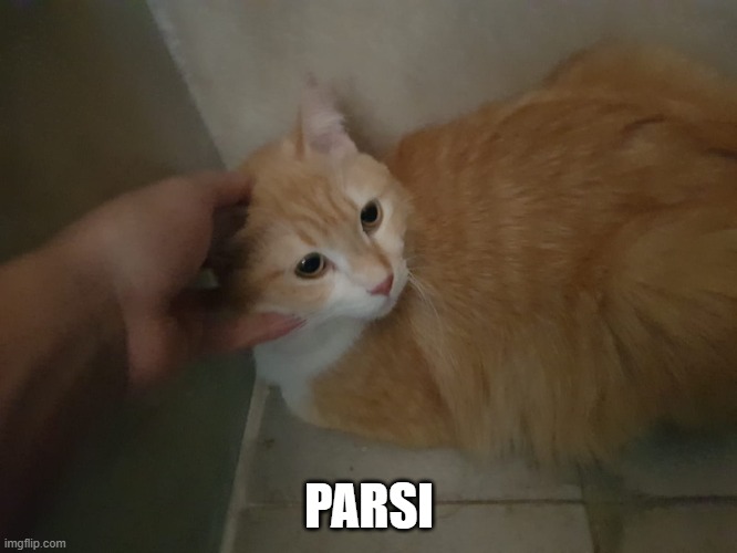 I GOT A CAT (he's so scared lol) | PARSI | image tagged in memes,meme,cats,cat,scared cat,cute | made w/ Imgflip meme maker