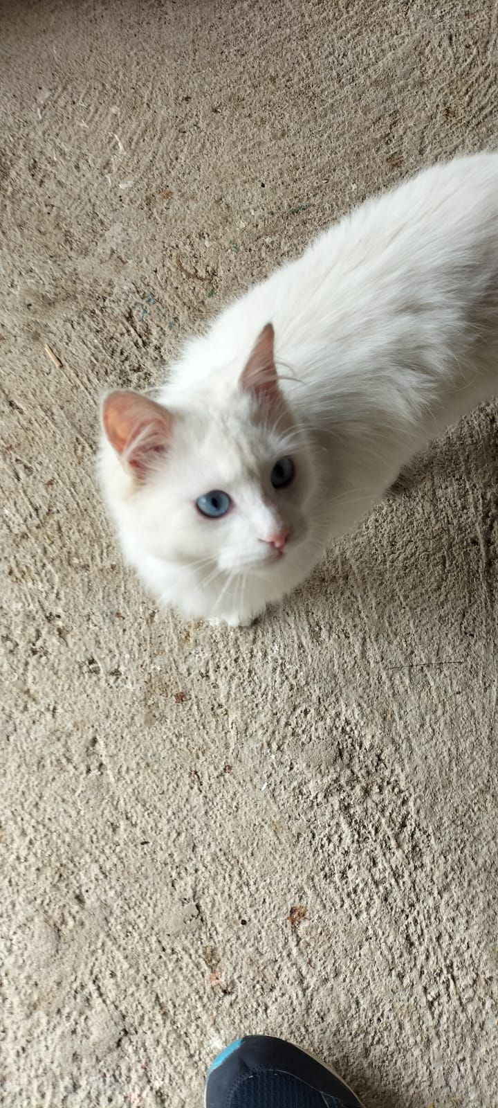 white cat Blank Meme Template
