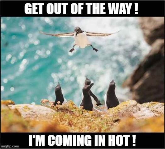 An Emergency Gull Landing ! | GET OUT OF THE WAY ! I'M COMING IN HOT ! | image tagged in birds,gull,emergency landing | made w/ Imgflip meme maker