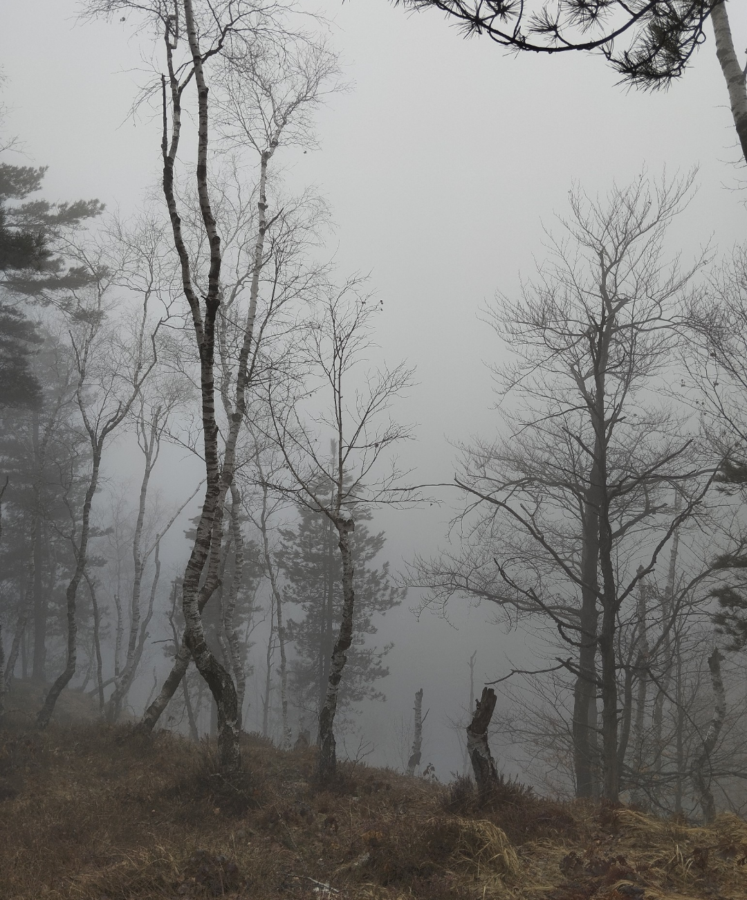 Nature. Blank Meme Template