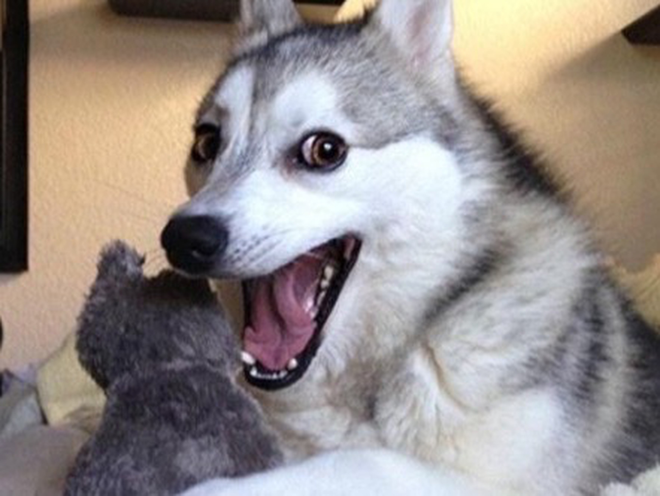 High Quality 56 Blank Meme Template