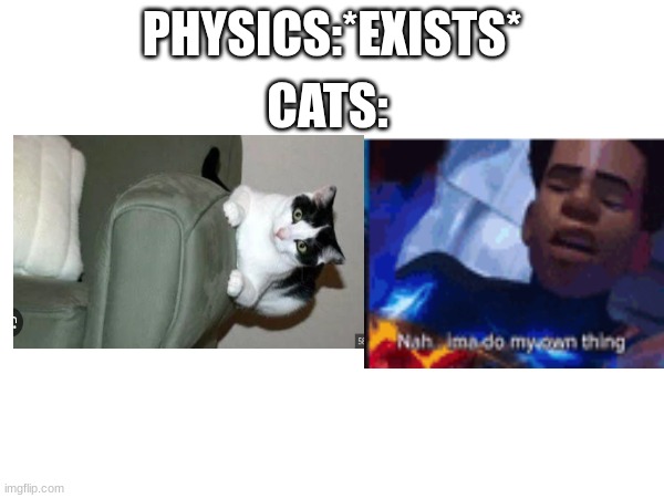 cats be like | PHYSICS:*EXISTS*; CATS: | image tagged in fun | made w/ Imgflip meme maker