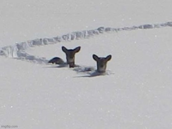 Deep Snow Deer | image tagged in deep snow deer | made w/ Imgflip meme maker