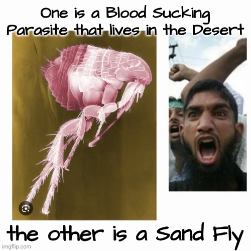 "Terrorist" isn't a Race | image tagged in no racism,terrorists,parasites,worldwide problem | made w/ Imgflip meme maker