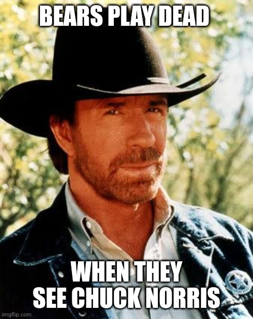 Chuck Norris Meme | BEARS PLAY DEAD; WHEN THEY SEE CHUCK NORRIS | image tagged in memes,chuck norris | made w/ Imgflip meme maker