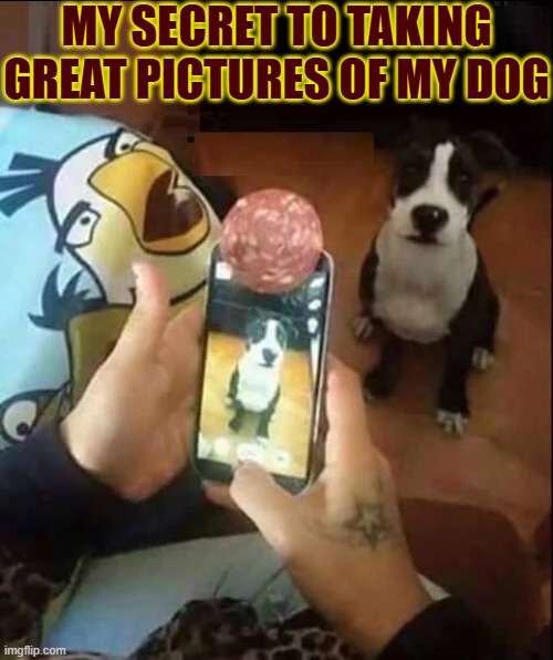 Professional Pet Photo Secrets | MY SECRET TO TAKING GREAT PICTURES OF MY DOG | image tagged in vince vance,dogs,photos,salami,cell phone,cameras | made w/ Imgflip meme maker