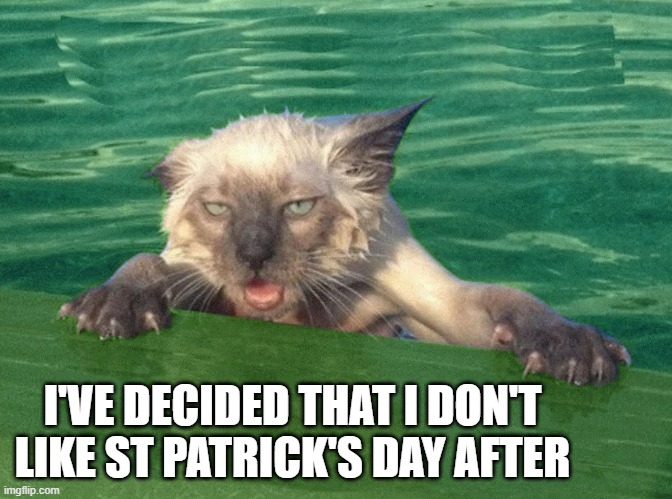 memes by Brad - Cat doesn't like the day after St Patrick's Day - humor - | I'VE DECIDED THAT I DON'T LIKE ST PATRICK'S DAY AFTER | image tagged in cats,st patricks day,kitten,drinking,alcohol,funny | made w/ Imgflip meme maker