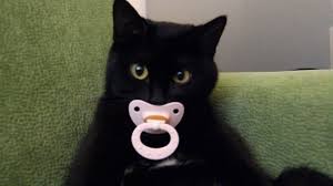 High Quality pacifier cat Blank Meme Template