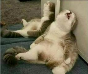 cat is stoned, or tired Blank Meme Template