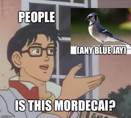 Fr though | PEOPLE; (ANY BLUE JAY); IS THIS MORDECAI? | image tagged in memes,is this a pigeon,blue jay,bird,so true | made w/ Imgflip meme maker