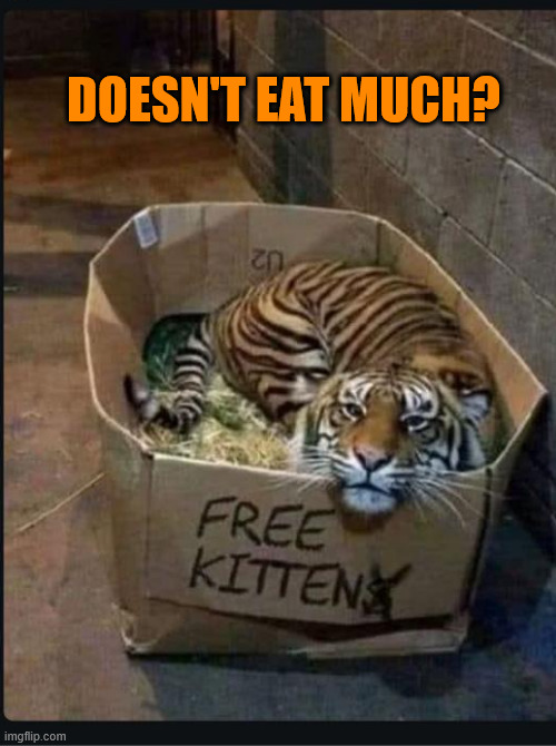 Free kitten | DOESN'T EAT MUCH? | image tagged in repost,free kitten | made w/ Imgflip meme maker