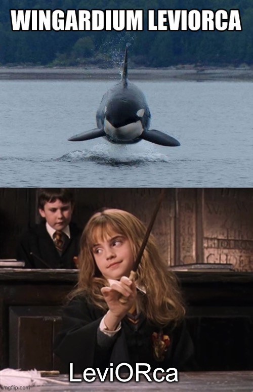 Leviorca | LeviORca | image tagged in scumbag hermoine,orca,levitate,spell | made w/ Imgflip meme maker