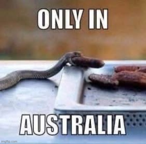 Snek sneeking a snausage sneck | image tagged in snek,sausage,barbecue,grill,cute | made w/ Imgflip meme maker