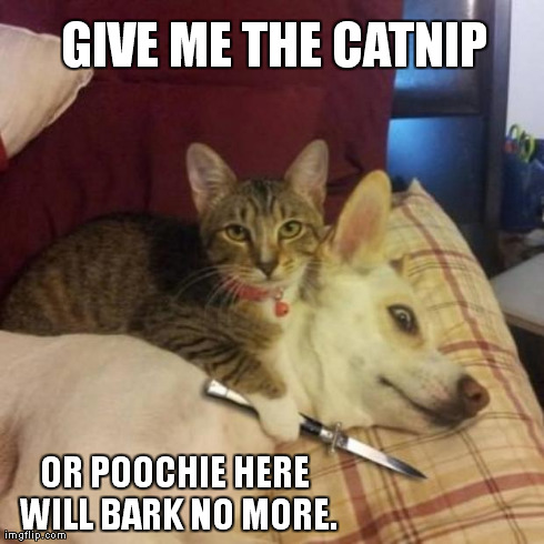 GIVE ME THE CATNIP OR POOCHIE HERE WILL BARK NO MORE. | image tagged in nocte matrem sweet rolls | made w/ Imgflip meme maker
