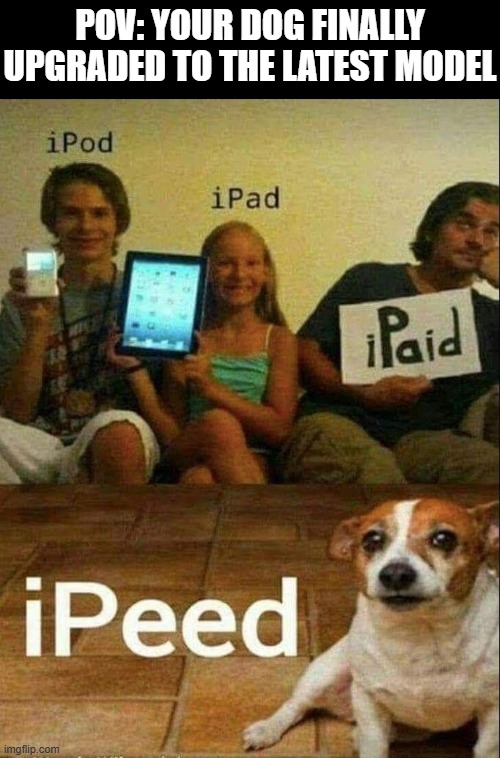 upgrade | POV: YOUR DOG FINALLY UPGRADED TO THE LATEST MODEL | image tagged in memes | made w/ Imgflip meme maker