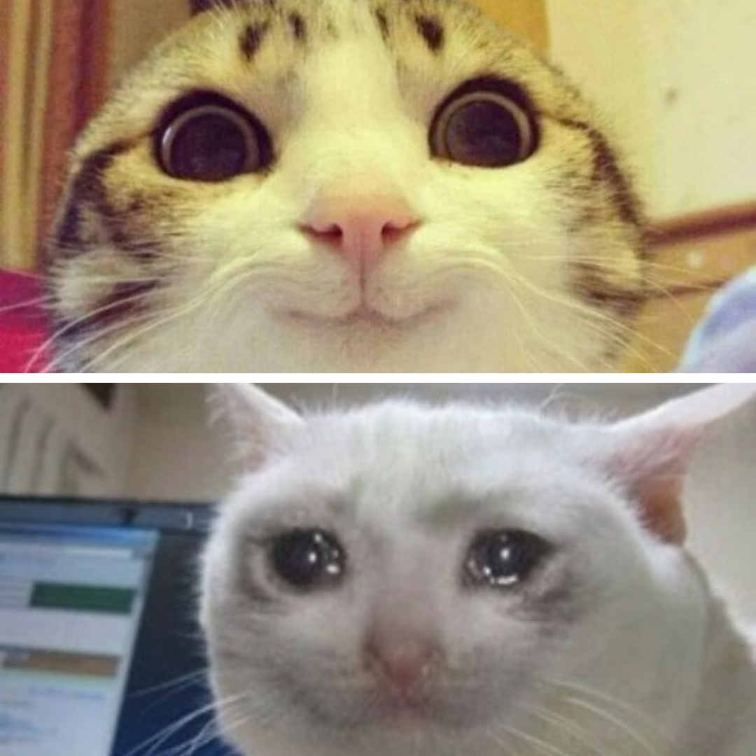chat heureux, chat triste Blank Meme Template