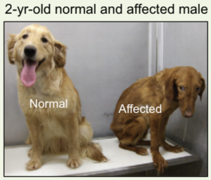 dog Blank Meme Template