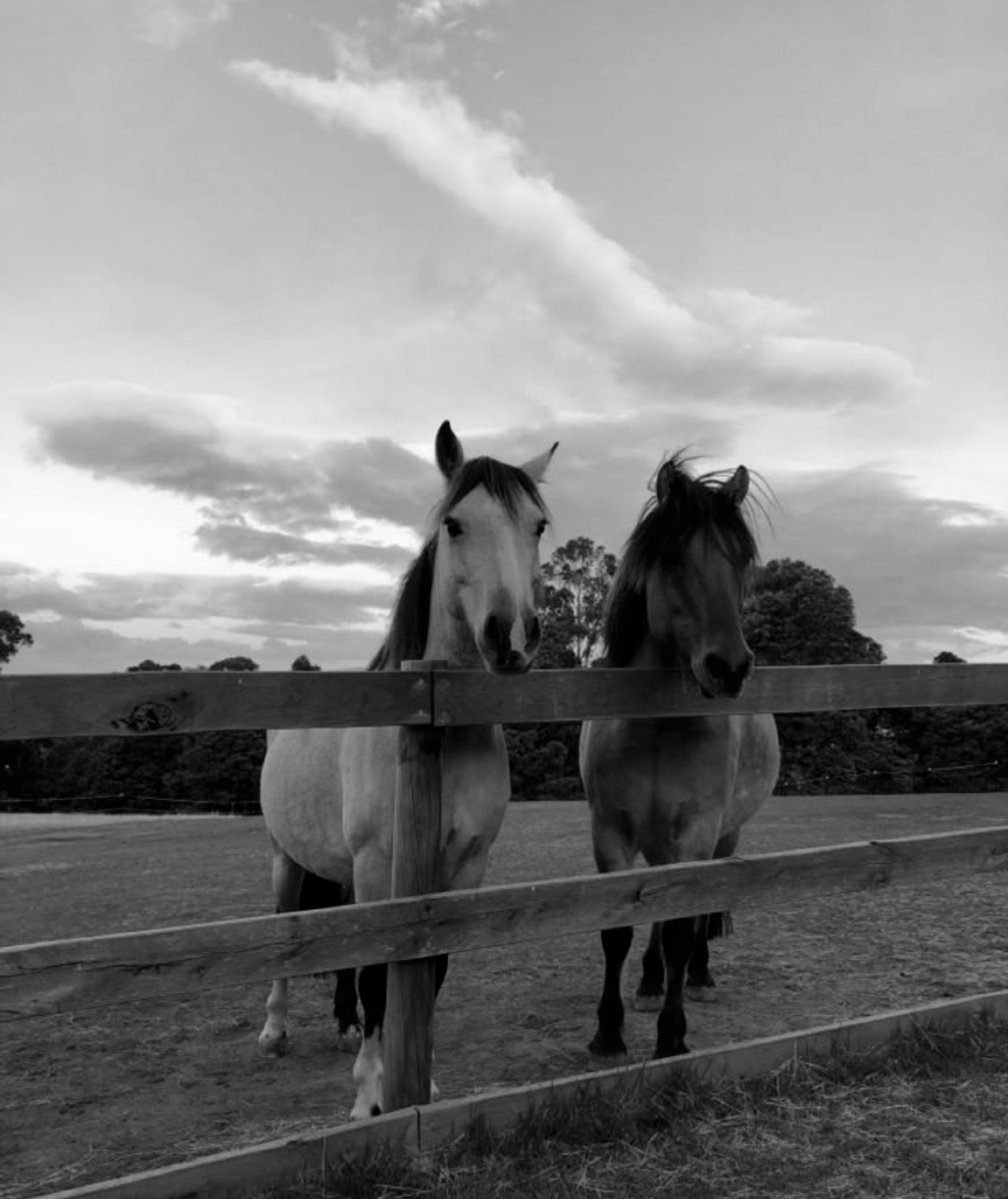 Horses. Blank Meme Template