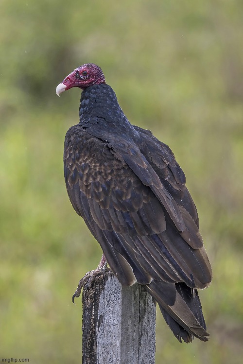 VULTURES | made w/ Imgflip meme maker