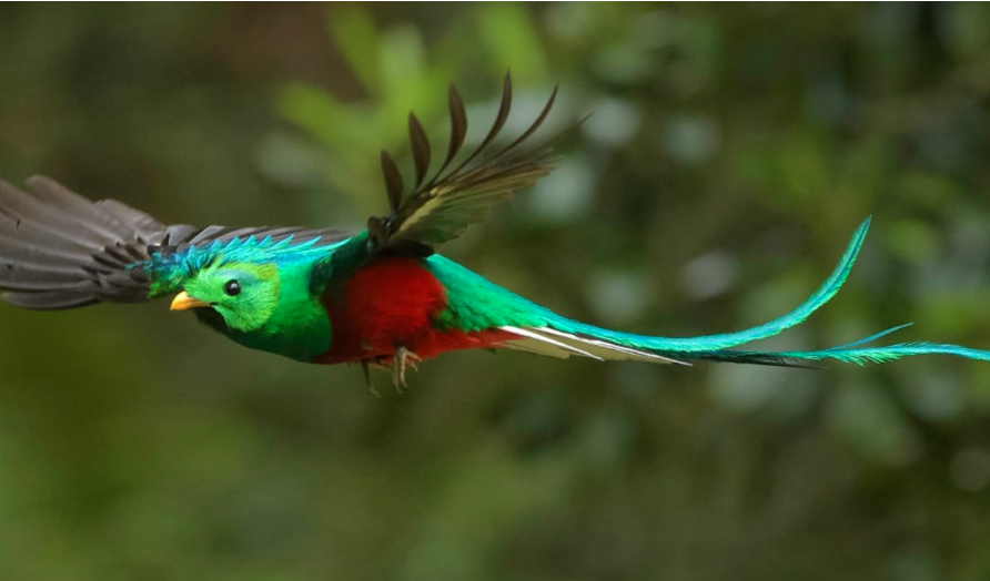 quetzal Blank Meme Template