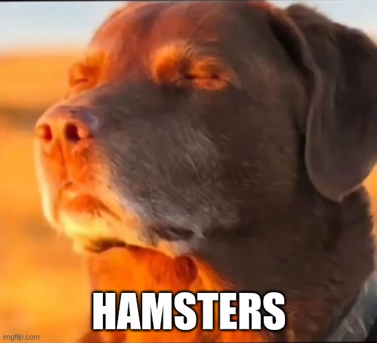 HAMSTERS | image tagged in i'm cooked | made w/ Imgflip meme maker