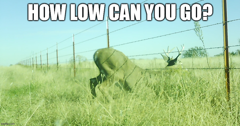 how low can you go | HOW LOW CAN YOU GO? | image tagged in how low can you go | made w/ Imgflip meme maker