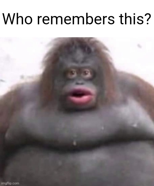 Le Monke | Who remembers this? | image tagged in le monke | made w/ Imgflip meme maker
