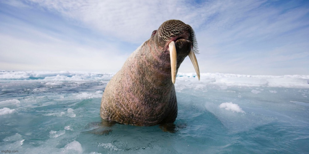 Day 4 of walrus | made w/ Imgflip meme maker