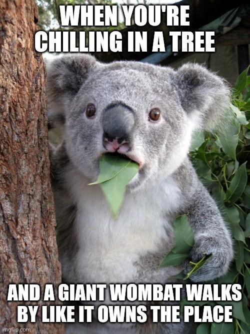 Pleistocene Australia on another level | WHEN YOU'RE CHILLING IN A TREE; AND A GIANT WOMBAT WALKS BY LIKE IT OWNS THE PLACE | image tagged in memes,paleontology,science,diprotodon,megalania,paleomemes | made w/ Imgflip meme maker