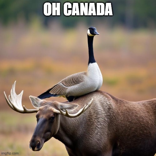 canada be like | OH CANADA | image tagged in the goose on the moose | made w/ Imgflip meme maker