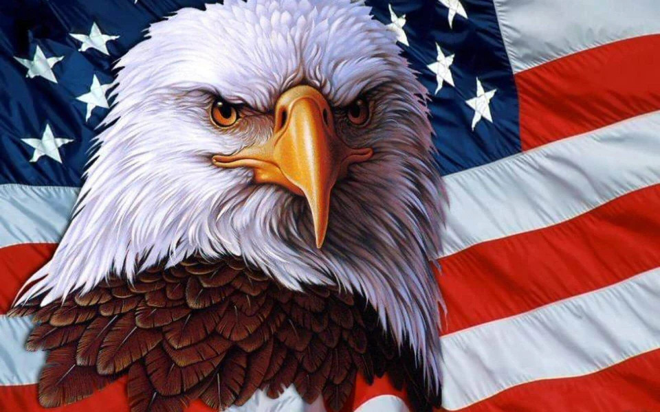 american bald rooster Blank Meme Template