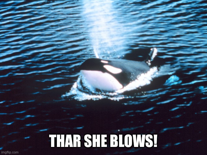 orce spouting off | THAR SHE BLOWS! | image tagged in orce spouting off | made w/ Imgflip meme maker