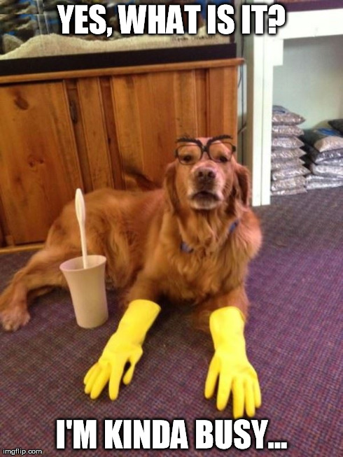 cleaning dog | YES, WHAT IS IT? I'M KINDA BUSY... | image tagged in cleaning,dog,busy,glasses,gloves,dishes | made w/ Imgflip meme maker